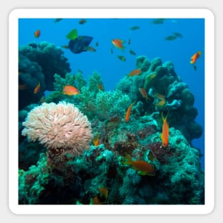 Coral reef Sticker